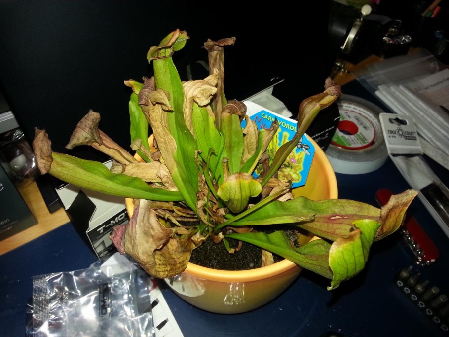 Саррацения пситтацина