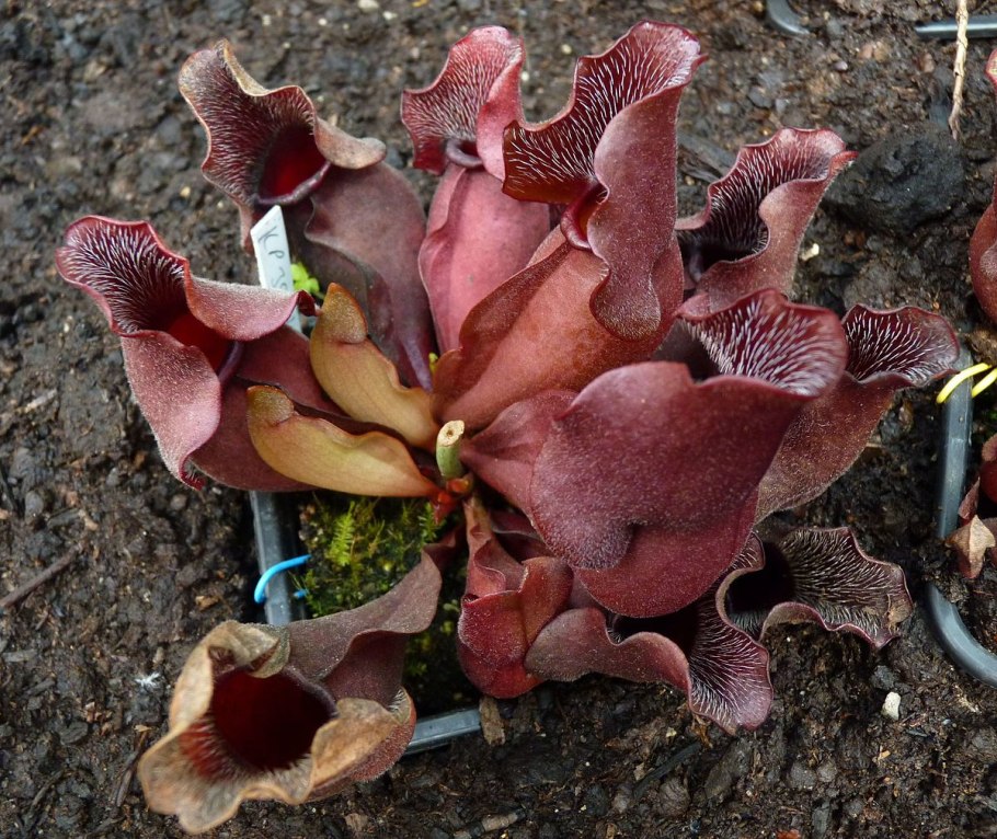 Саррацения Веноза красная