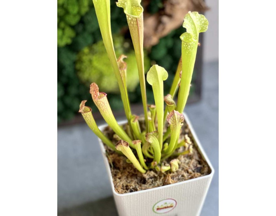 Саррацения пситтацина