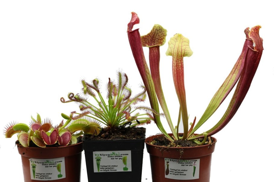 Exotica магазин хищных растений