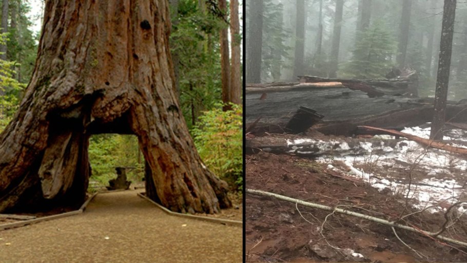 Cedar Forest