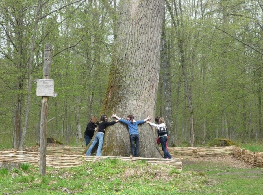 Sequoiadendron giganteum Greenpeace
