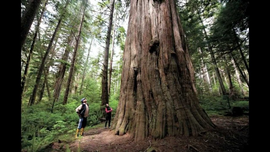 Государственный парк big Trees