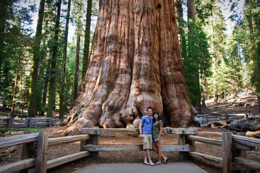 Douglas fir giant Tree