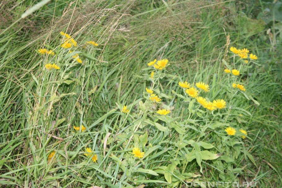 Девясил высокий (Inula Helenium l.)