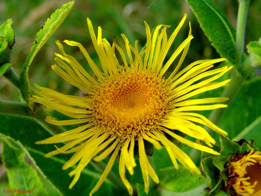 Девясил высокий (Inula Helenium l.)