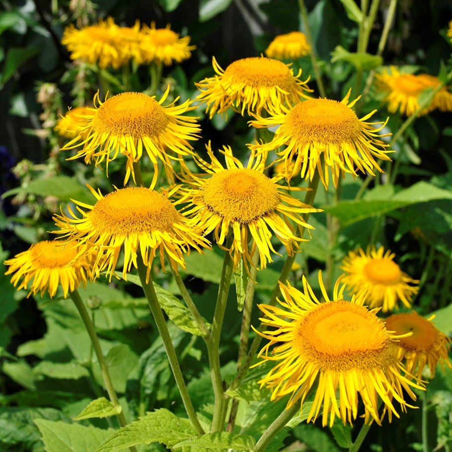 Inula graveolens девясил
