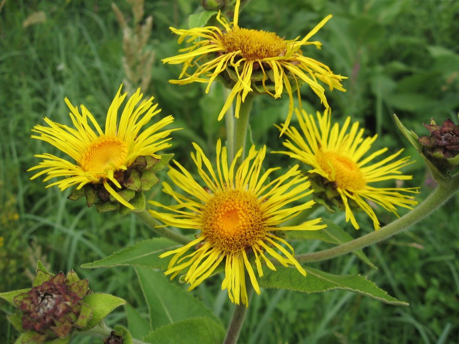 Девясил Inula Helenium