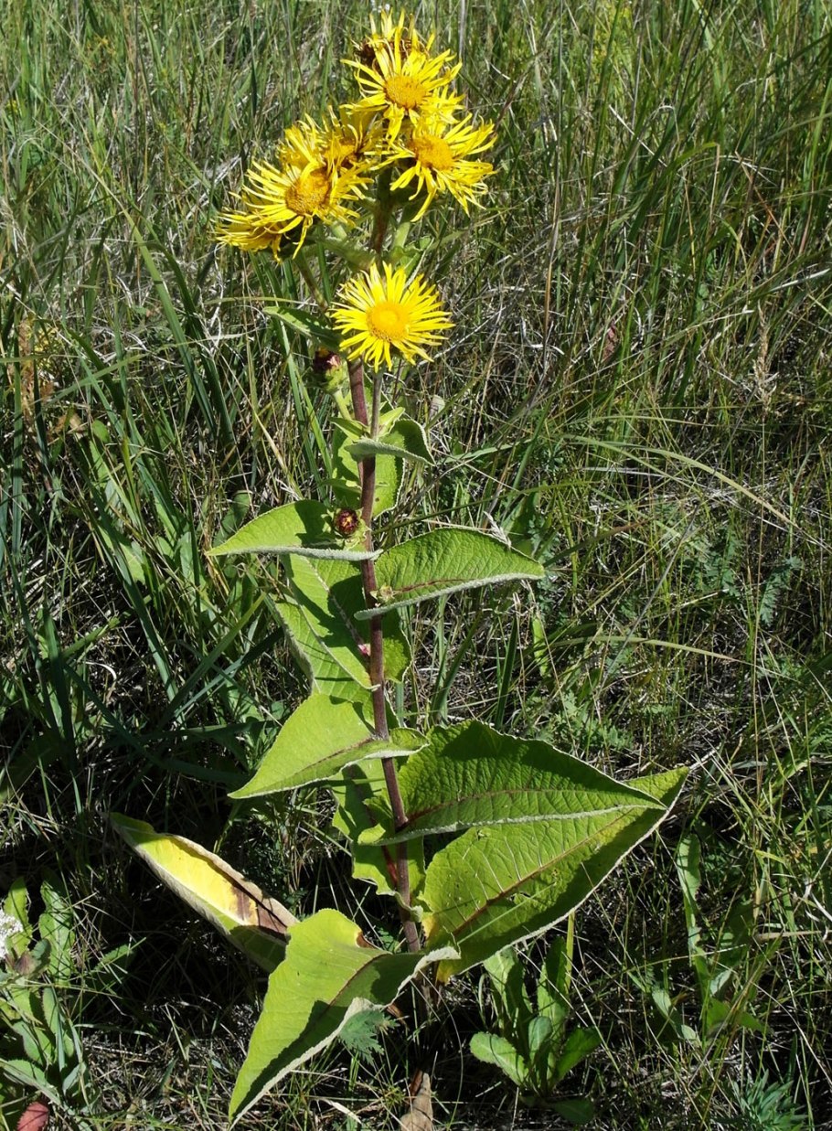 Девясил высокий (Inula Helenium l.)
