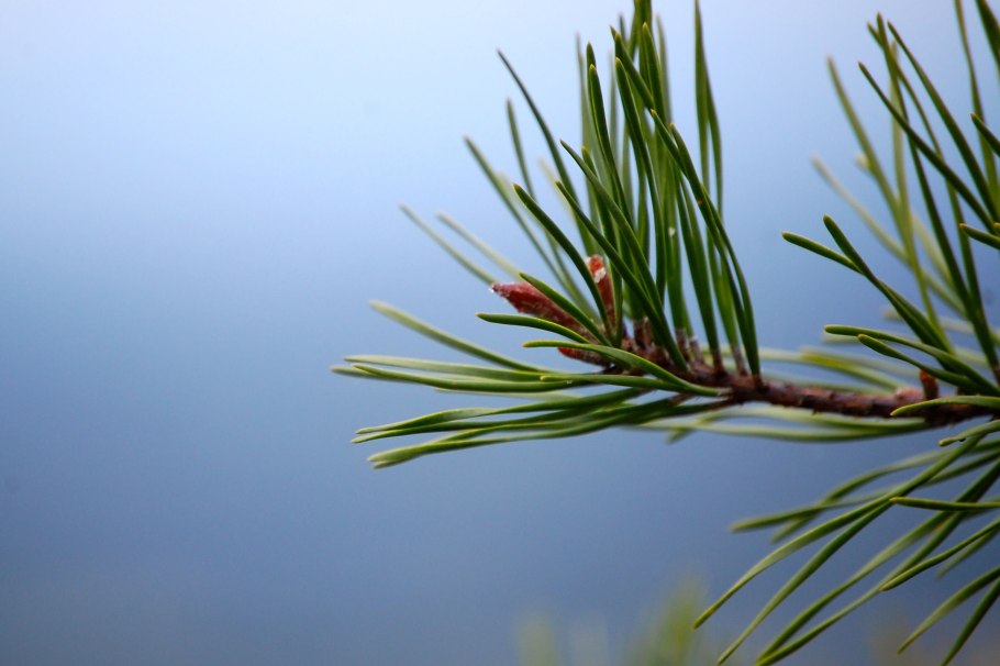 Хвойники сосны кедровой