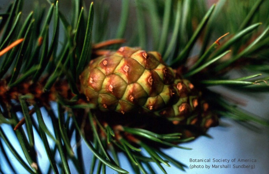 Ель Аянская Picea ajanensis