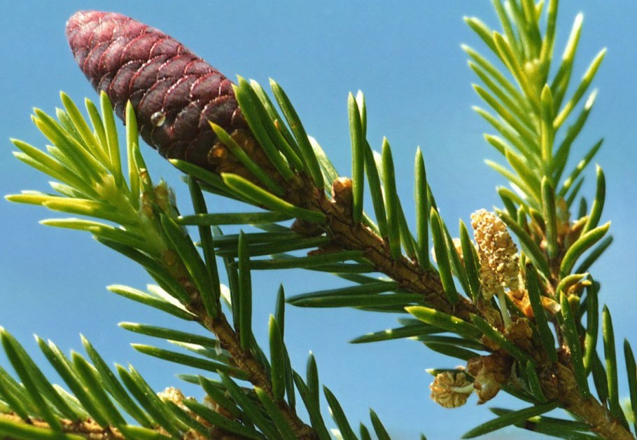 Ель финская Picea Fennica