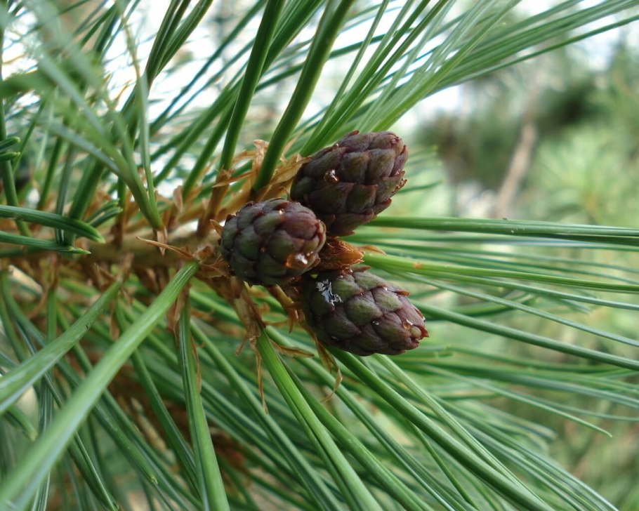 Сосна многоцветковая