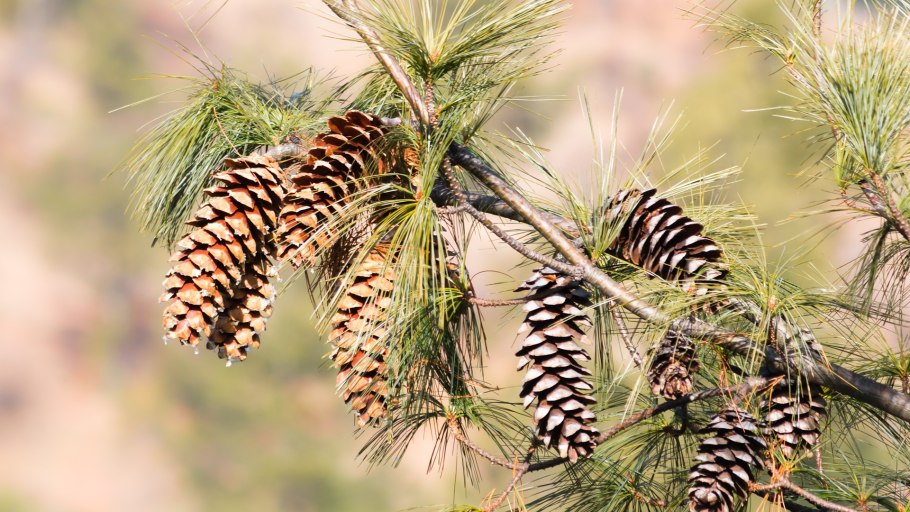 Pinus Sylvestris шишки