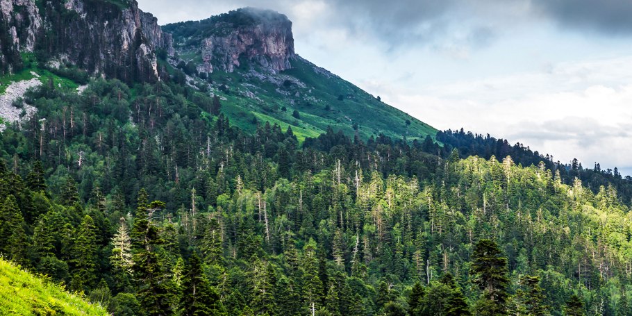 Пихтовый лес в Адыгее