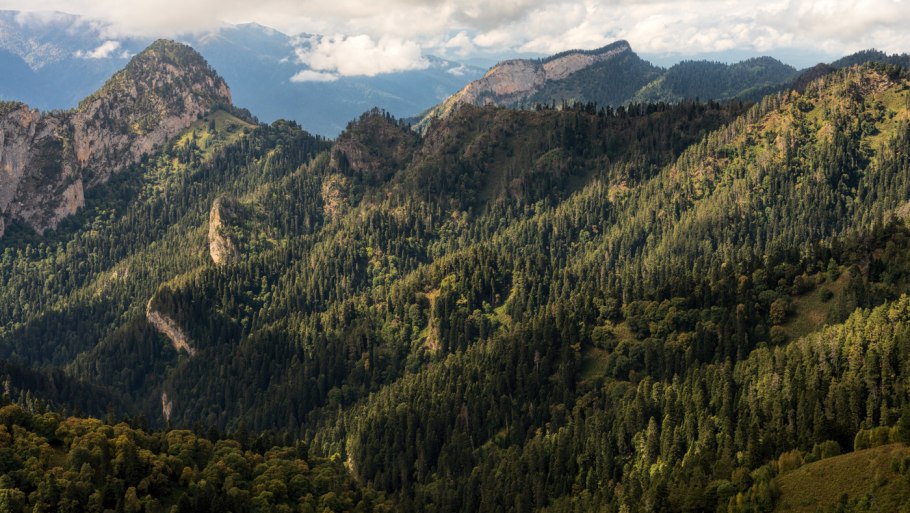 Широколиственный лес Кавказа