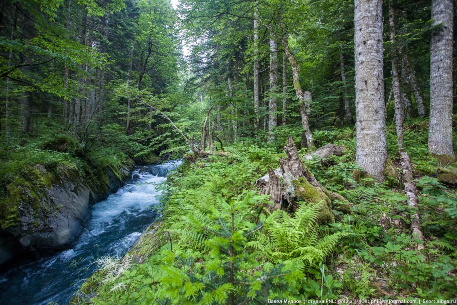 Кавказский биосферный заповедник Краснодарский край
