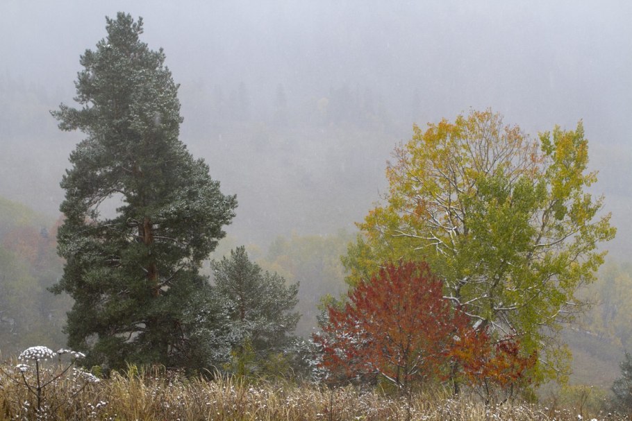 Буково пихтовые леса Кавказа