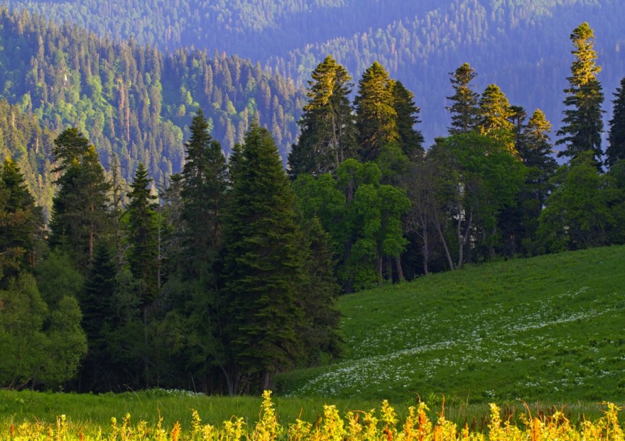 Смешанные и широколиственные леса Краснодарского края