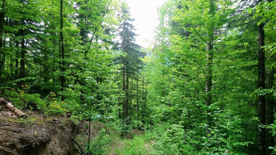 Лес Гузерипль Республика Адыгея