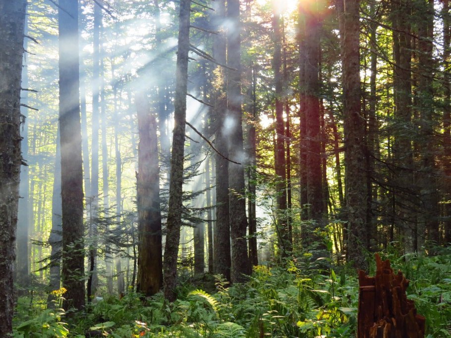 Леса Кубани