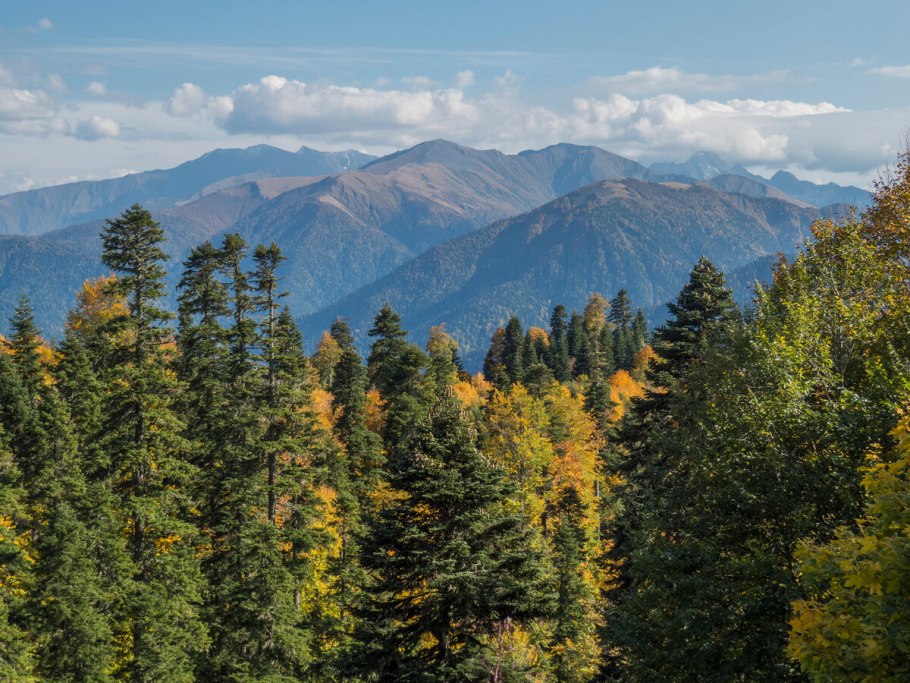 Лаго Наки лес