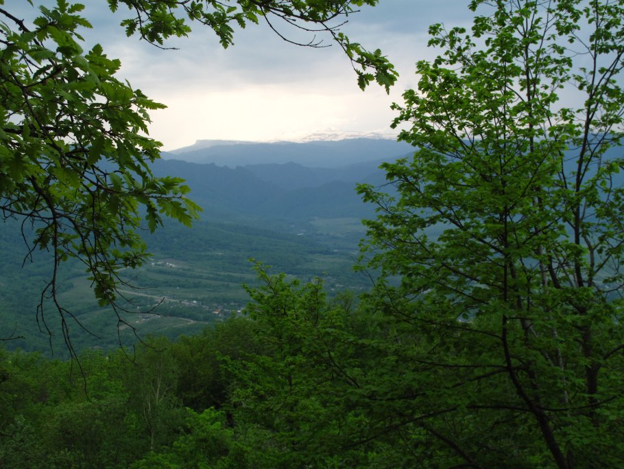 Буковый лес кавказский заповедник