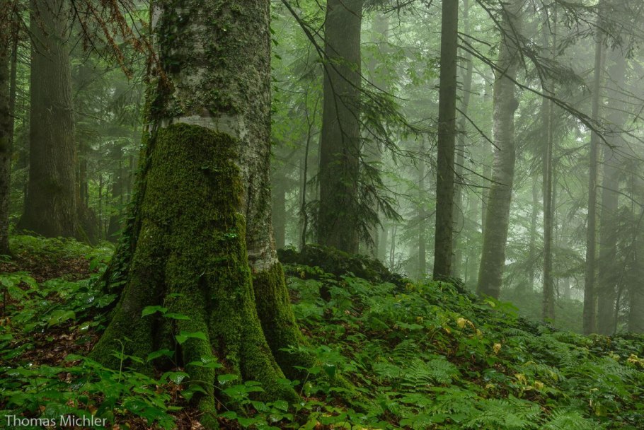 Предгорье Архыз