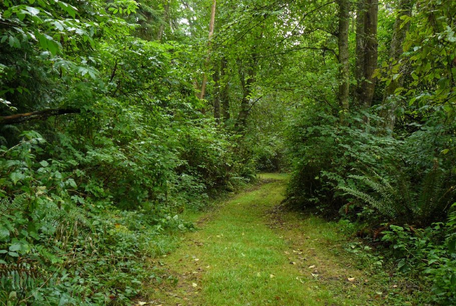 Широколиственный лес Кубани