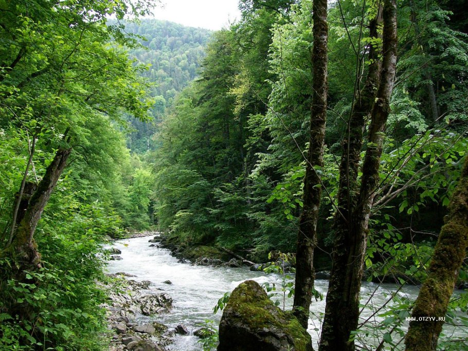 Горные пихтовые леса Западного Кавказа