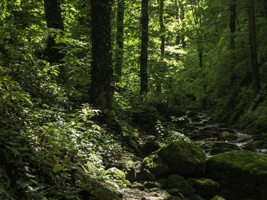 Лагонаки лес