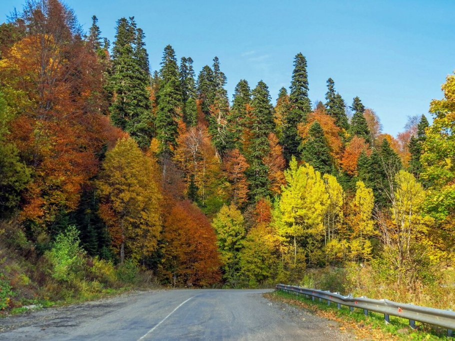 Кавказский заповедник лес