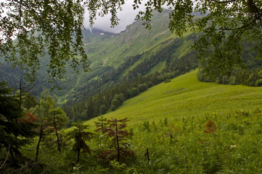 Горные пихтовые леса Западного Кавказа