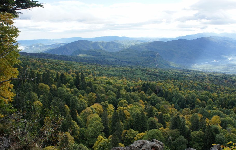Широколиственный лес Кавказа