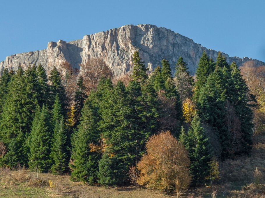 Горы лес Адыгея