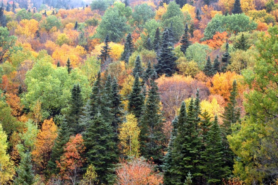 Хвойно широколиственные леса Приморья