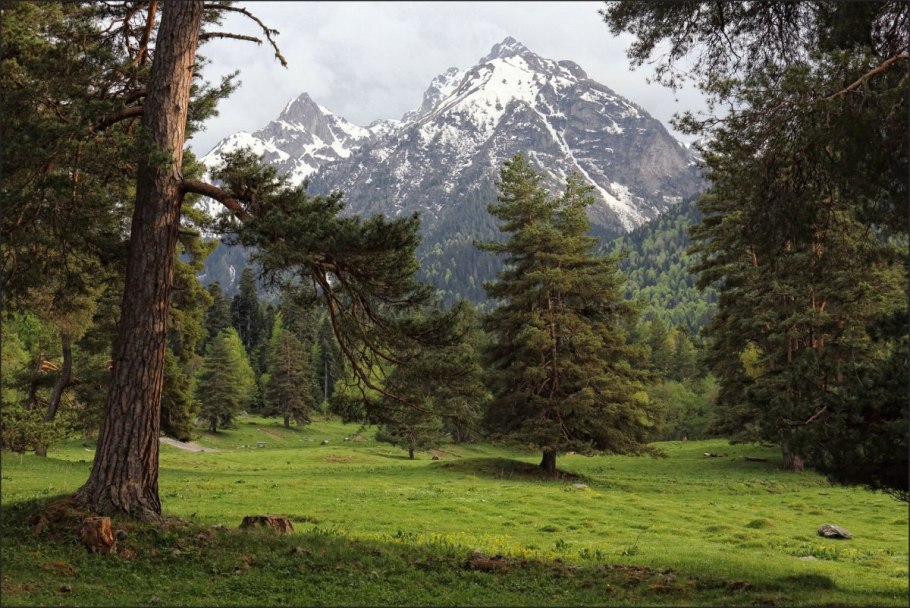 Горные широколиственные леса Кавказа климат