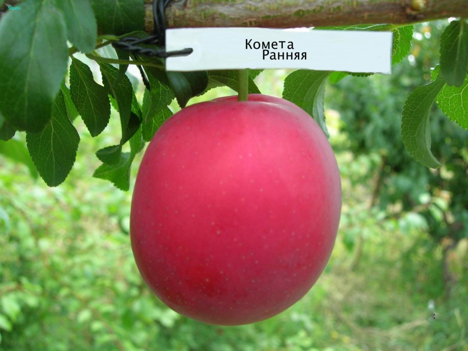 Слива алыча Кубанская Комета