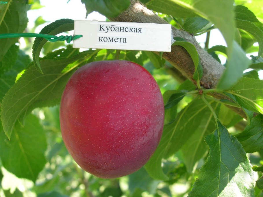 Алыча Клеопатра