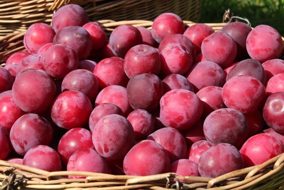 Сорт алычи Кубанская Комета