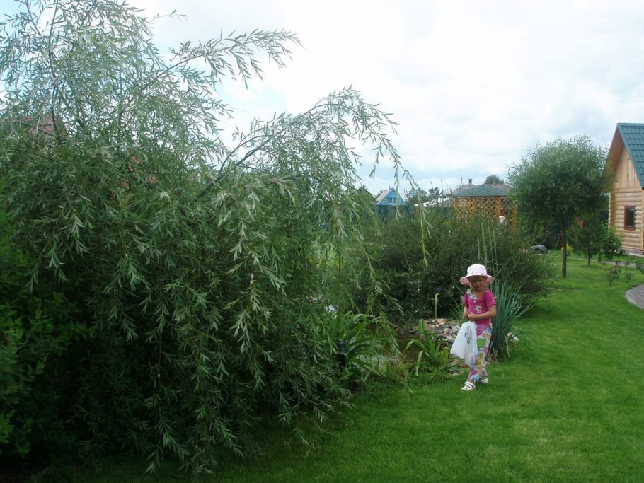 Ива плакучая беседка