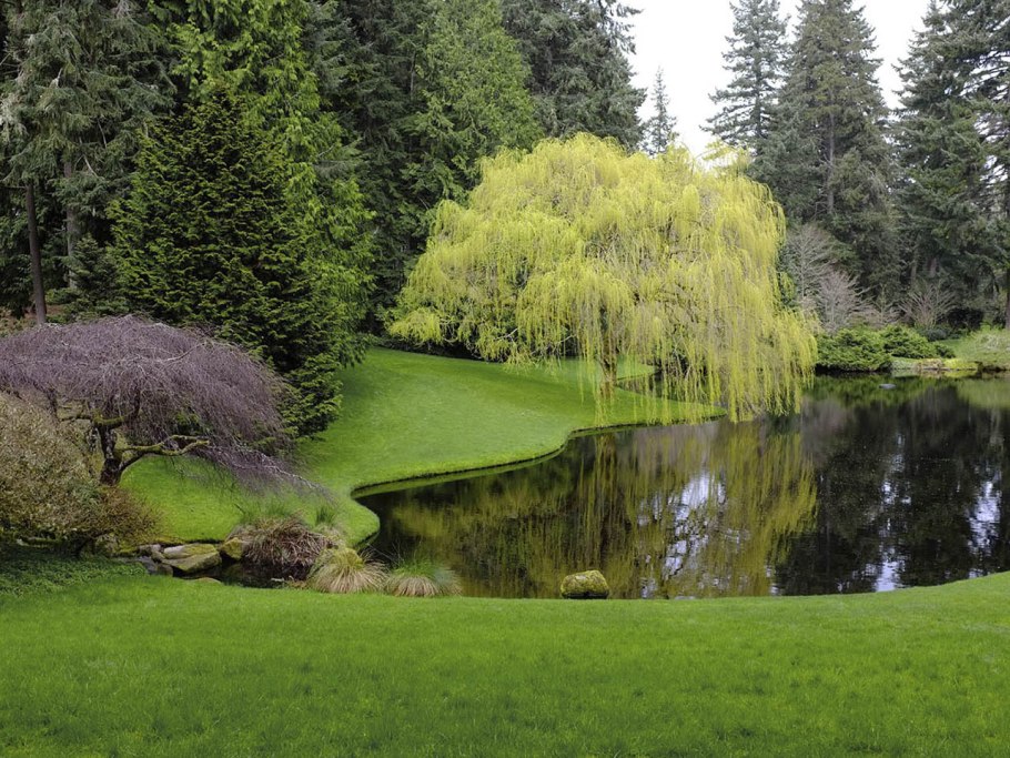 Ива плакучая у пруда в саду