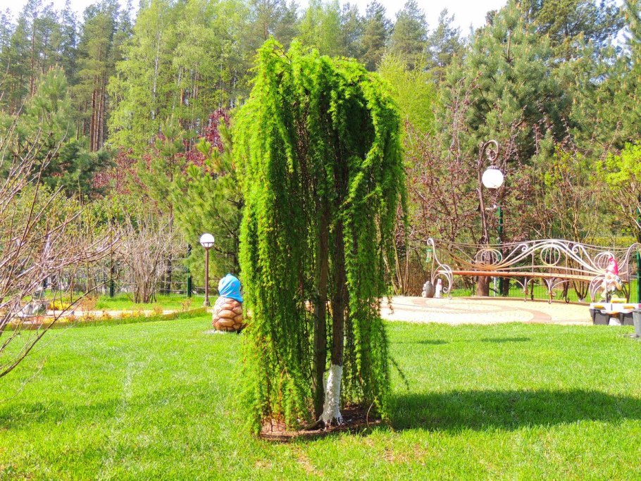 Береза повислая Юнги Betula pendula Youngii