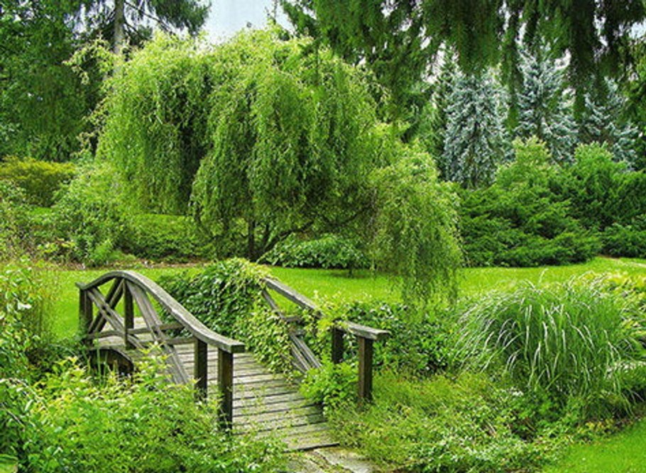 Плакучая Ива в ландшафтном дизайне