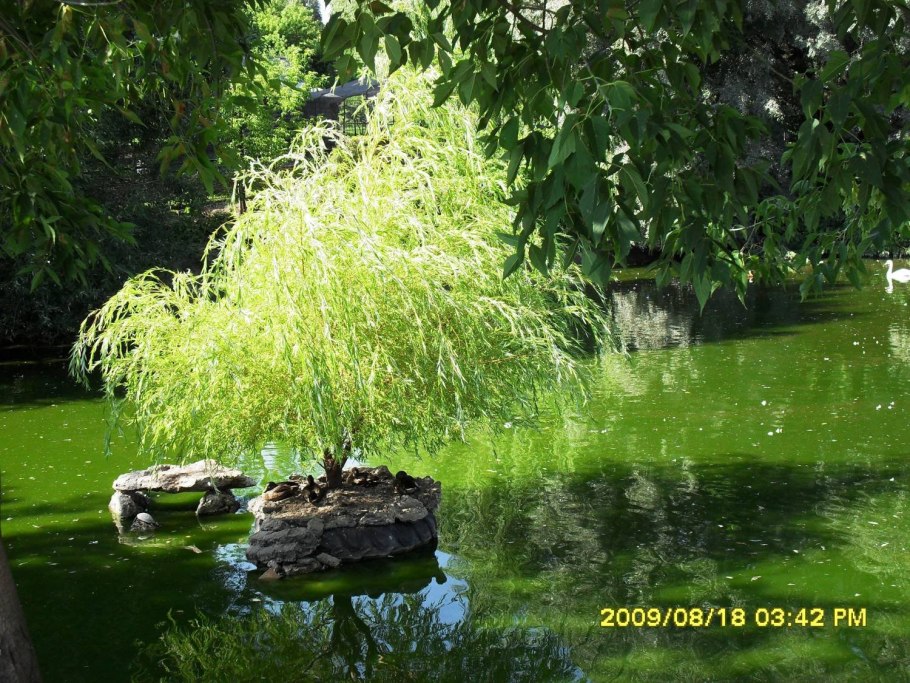 Ива кустовая плакучая