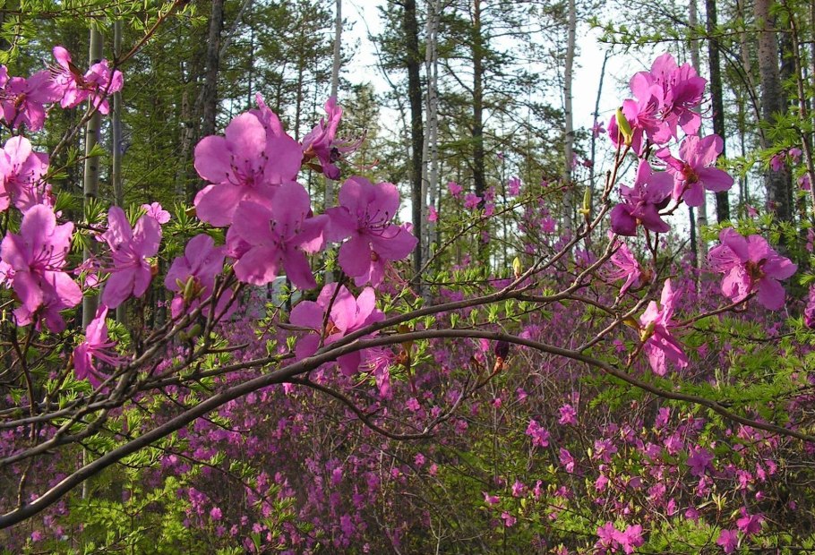 Багульник болотный Ledum palustre