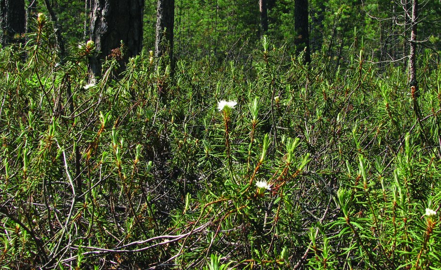 Багульник ягоды
