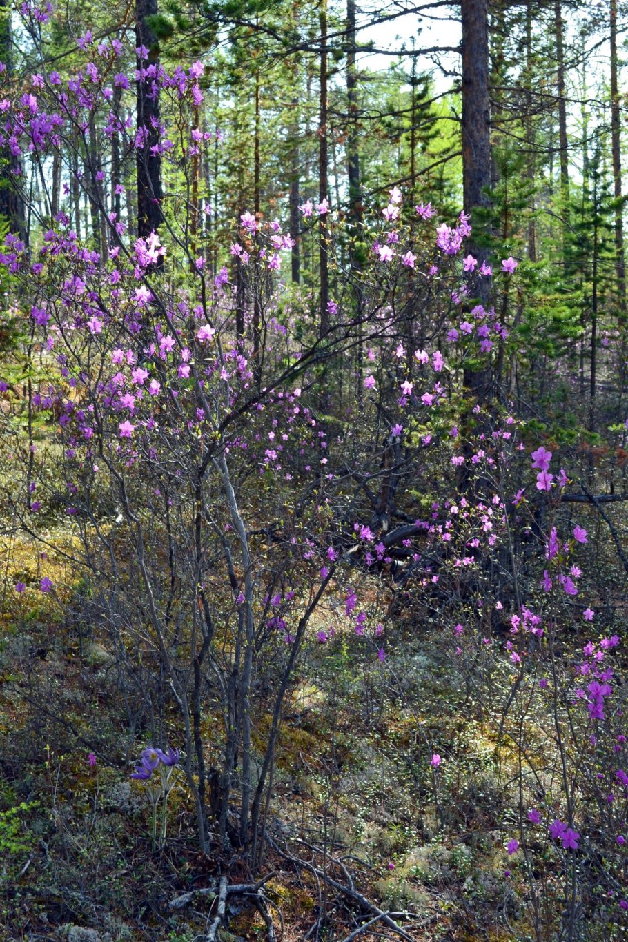 Багульник Карельский
