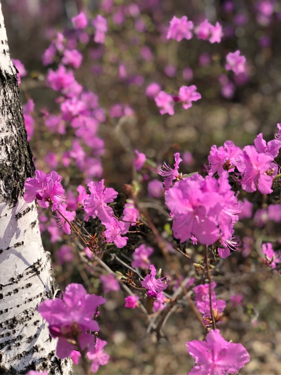 Багульник болотный (Ledum)