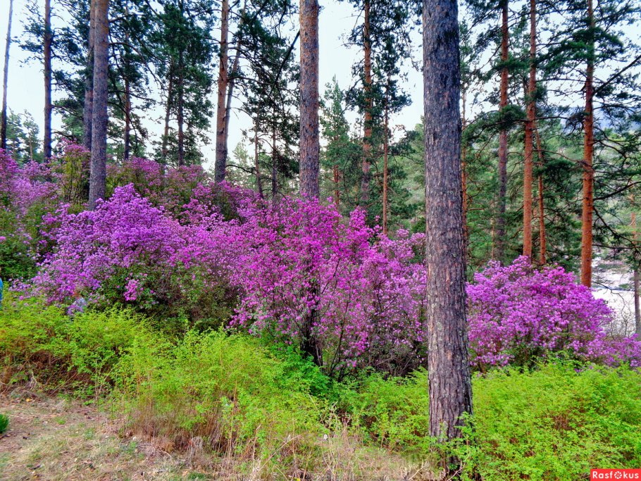 Рододендрон Даурский в лесу